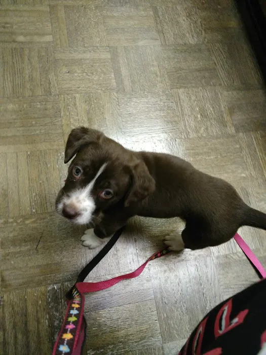 Massard Creek Animal Hospital 9