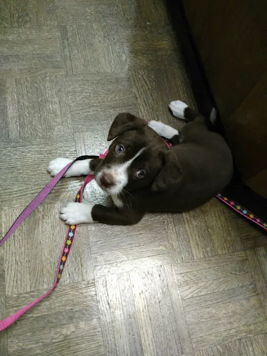Massard Creek Animal Hospital 8