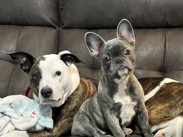 River Valley Animal Hospital 6