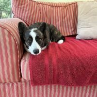Maine Animal Health Alliance ico