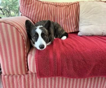 Maine Animal Health Alliance