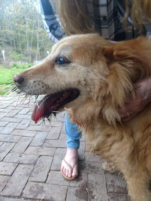 Porchside Veterinary Care 4