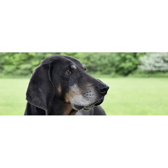 Porchside Veterinary Care 6