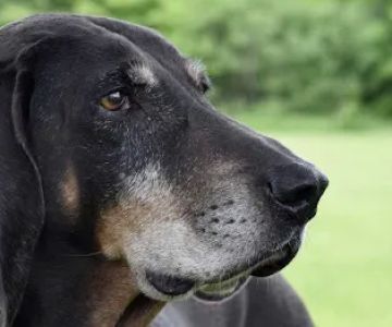 Porchside Veterinary Care