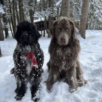 Woodbrook Animal Clinic ico