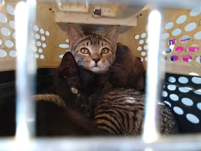 Woodbrook Animal Clinic 5