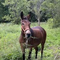 Vermont Large Animal Clinic ico