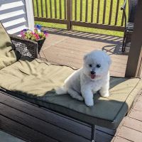 Lakeside Veterinary Clinic ico
