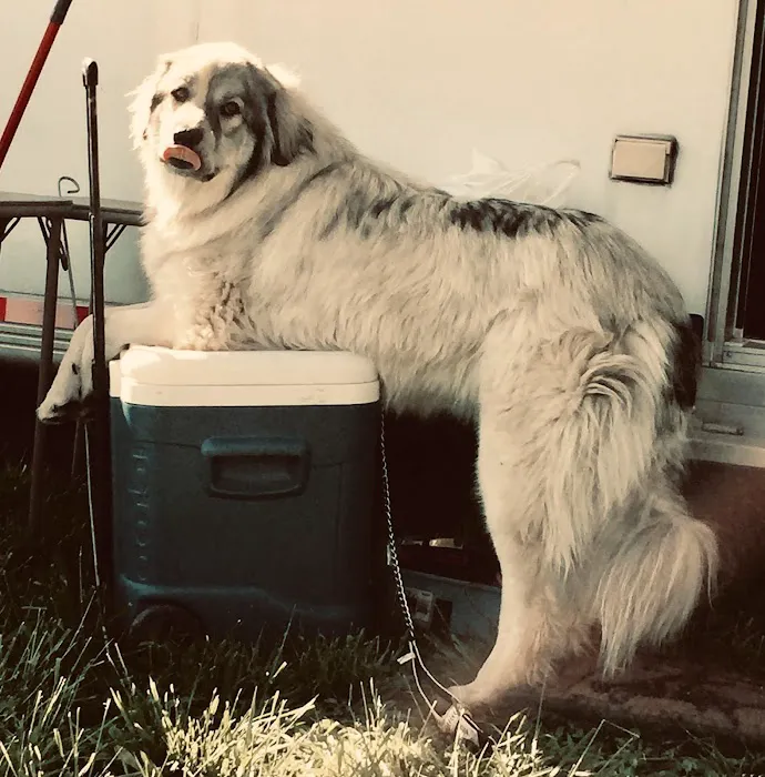 Georgetown Animal Clinic 2