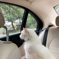 Georgetown Animal Clinic ico