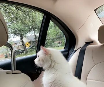 Georgetown Animal Clinic