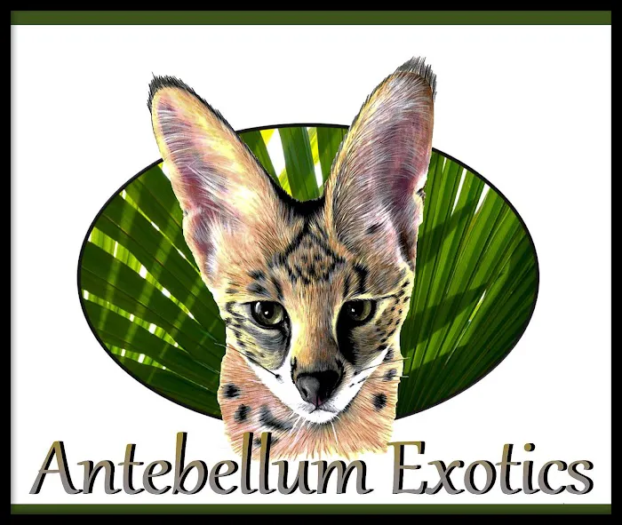 Antebellum Exotics 10