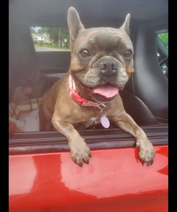 Flint Veterinary Care Center 2