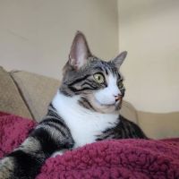 Flint Veterinary Care Center ico