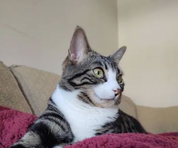 Flint Veterinary Care Center