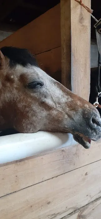 Royalton Equine Veterinary Services, PC 1