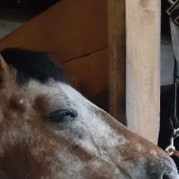 Royalton Equine Veterinary Services, PC ico