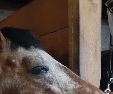 Royalton Equine Veterinary Services, PC
