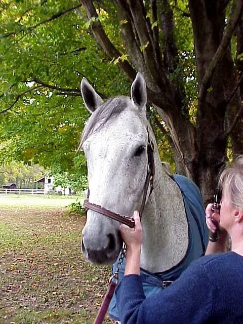 Royalton Equine Veterinary Services, PC 4