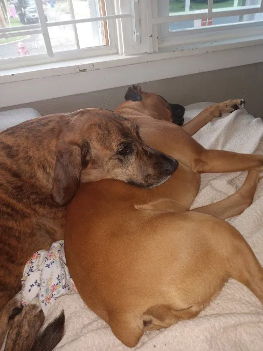 Randleigh Animal Hospital 1