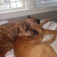 Randleigh Animal Hospital ico