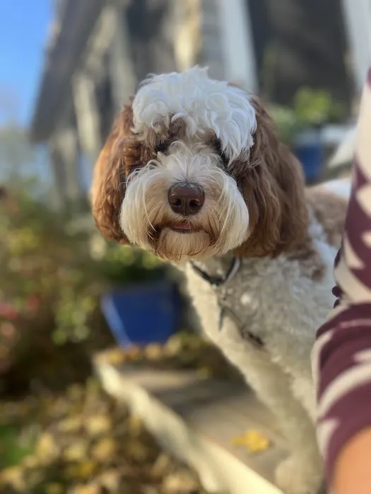 Randleigh Animal Hospital 3