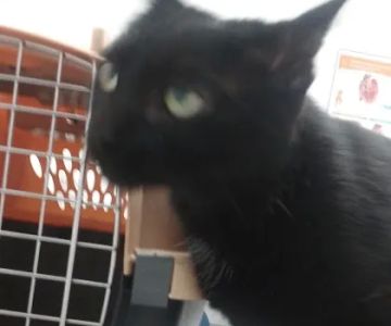 Lake Ave Veterinary Clinic