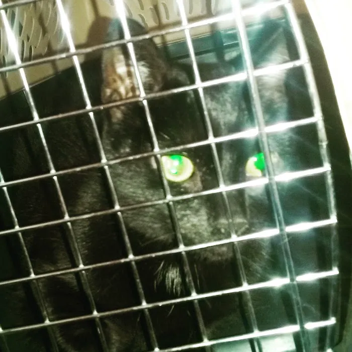 Lake Ave Veterinary Clinic 4