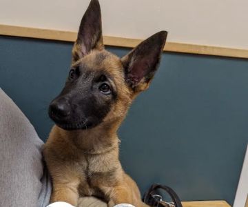 Cornerstone Veterinary Clinic