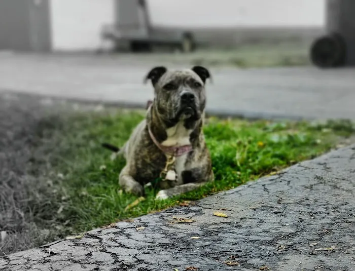 Cornerstone Veterinary Clinic 6