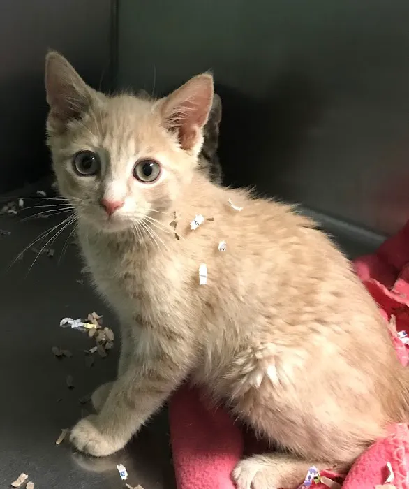 Spencer Animal Hospital 2