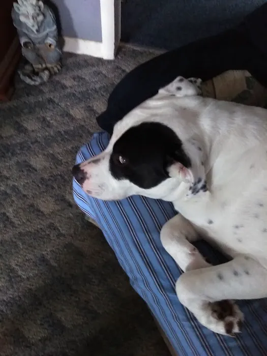 Spencer Animal Hospital 9