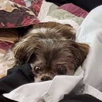 Troy Veterinary Clinic ico