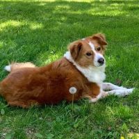 Dr. Mike's Furry Friends Small Animal Hospital ico