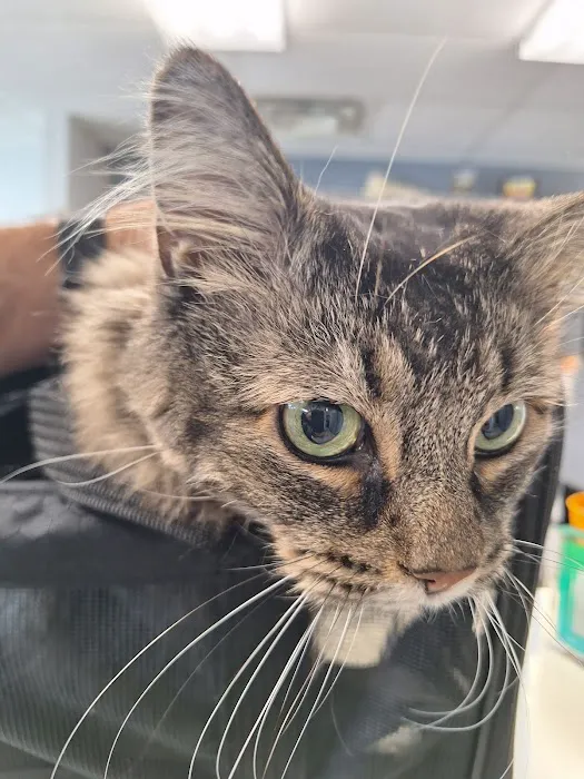 Dr. Mike's Furry Friends Small Animal Hospital 3