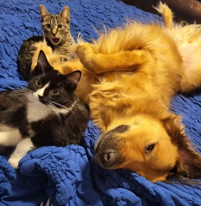 Gerber Small Animal Hospital 2