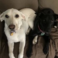 Gerber Small Animal Hospital ico