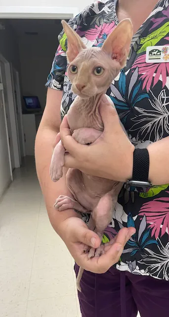 Animal Kingdom Veterinary Hospital 2