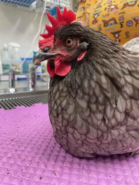 Animal Kingdom Veterinary Hospital 9