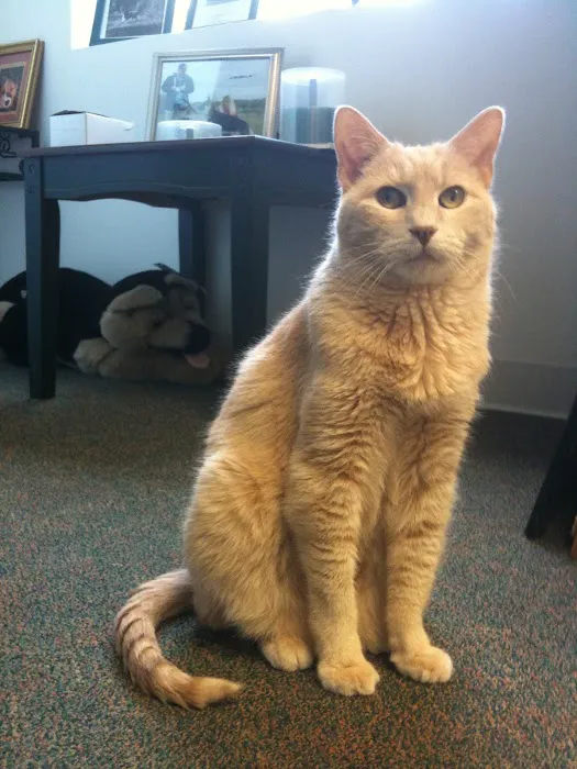 Animal Kingdom Veterinary Hospital 1