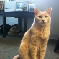 Animal Kingdom Veterinary Hospital ico