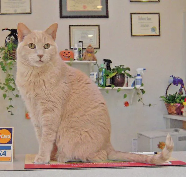 Animal Kingdom Veterinary Hospital 4
