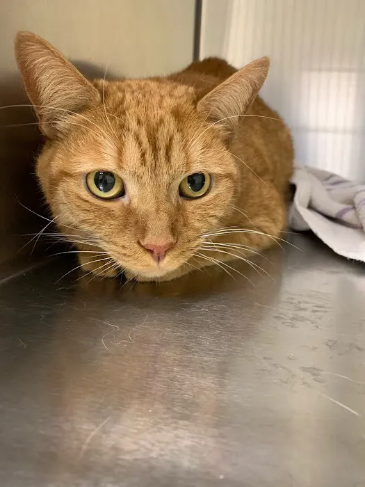Animal Kingdom Veterinary Hospital 8