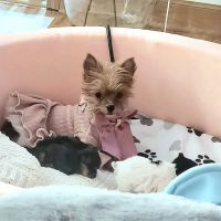 Grand Island Animal Hospital ico