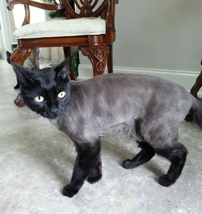 Grand Island Animal Hospital 10