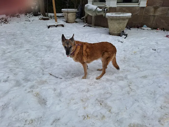 Grand Island Animal Hospital 3