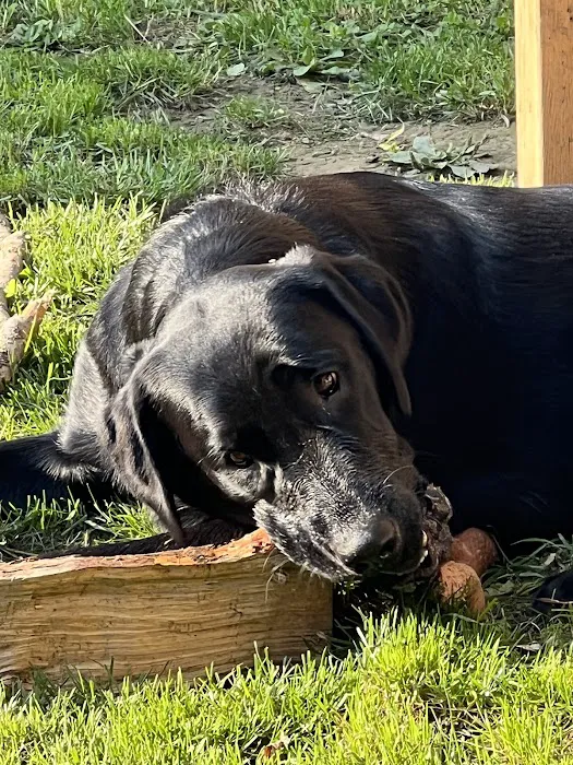 Grand Island Animal Hospital 9