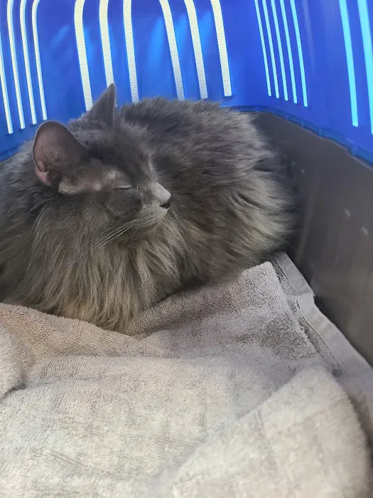 Grand Island Animal Hospital 7
