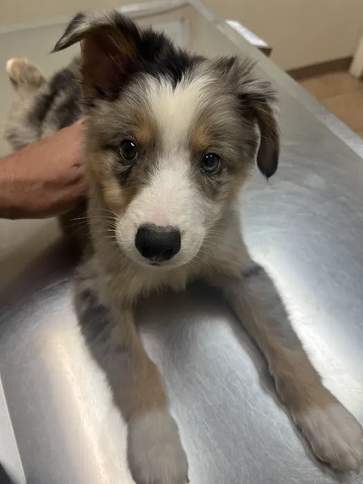 Alma Animal Clinic 4