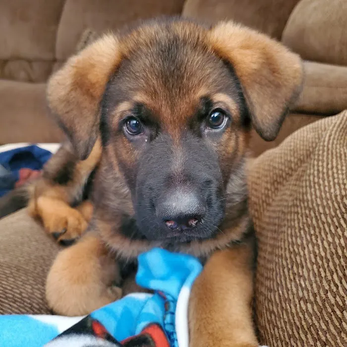 Alma Animal Clinic 6